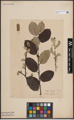 Foto von Salix caprea L.